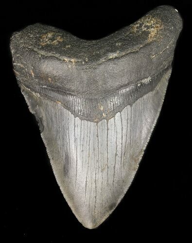 Bargain Megalodon Tooth - South Carolina #47222